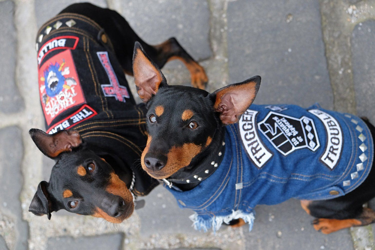 Dog denim vest with custom rocker patches
