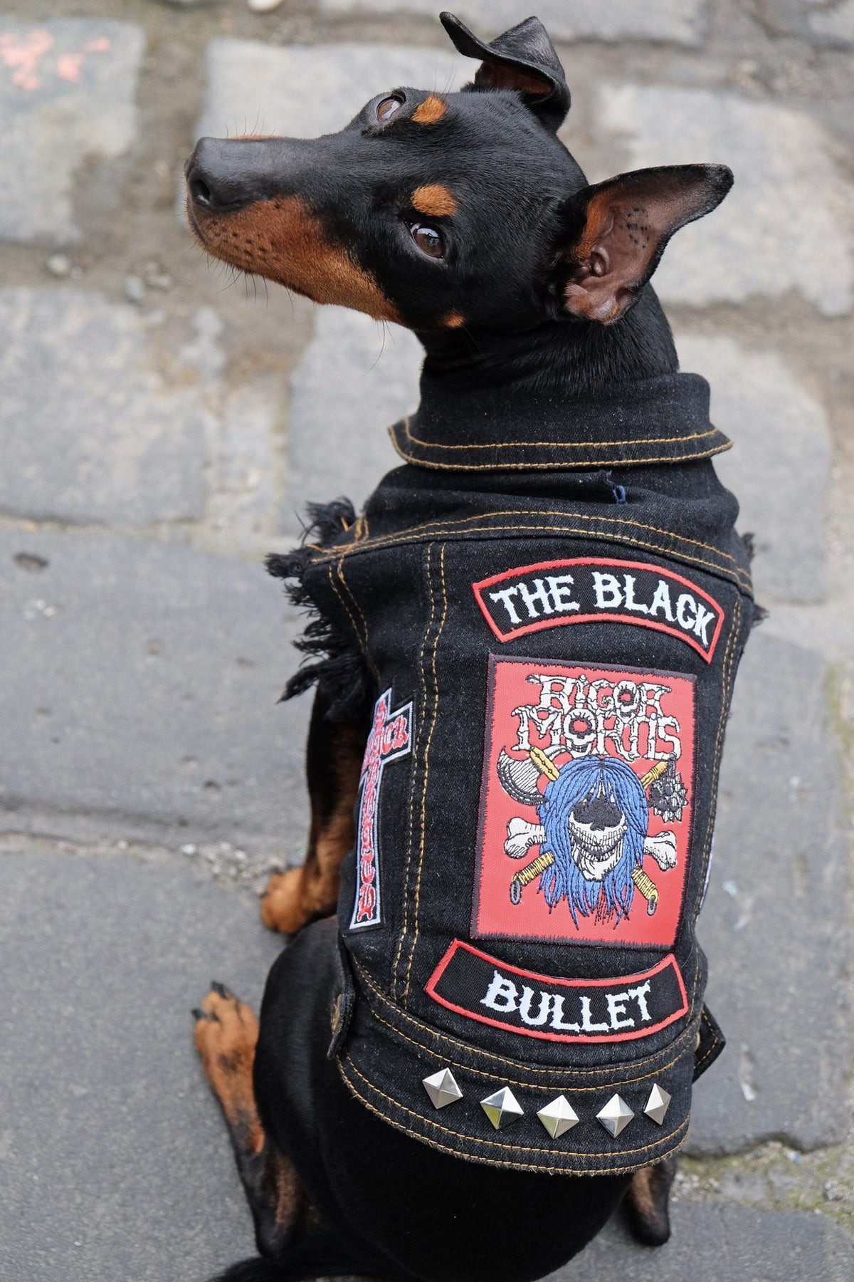 Heavy metal dog wearing Denim dog vest