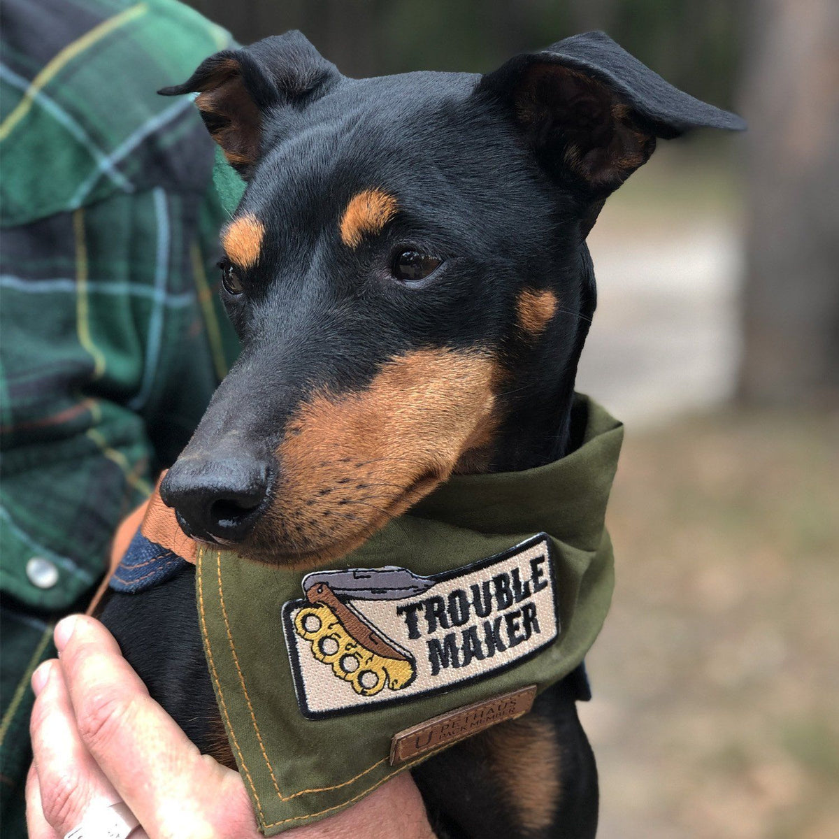 trouble maker patch, switchblade patch, pethaus, dog patch, Tattoo style patch, knife patch, English toy terrier, toy manchester terrier