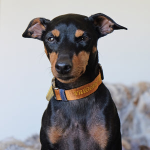 Personalised dog collar, dog name collar, denim dog collar, Australian made dog collar