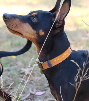 Australian made personalised dog collar, embroidered dog collar with name, tan dog collar
