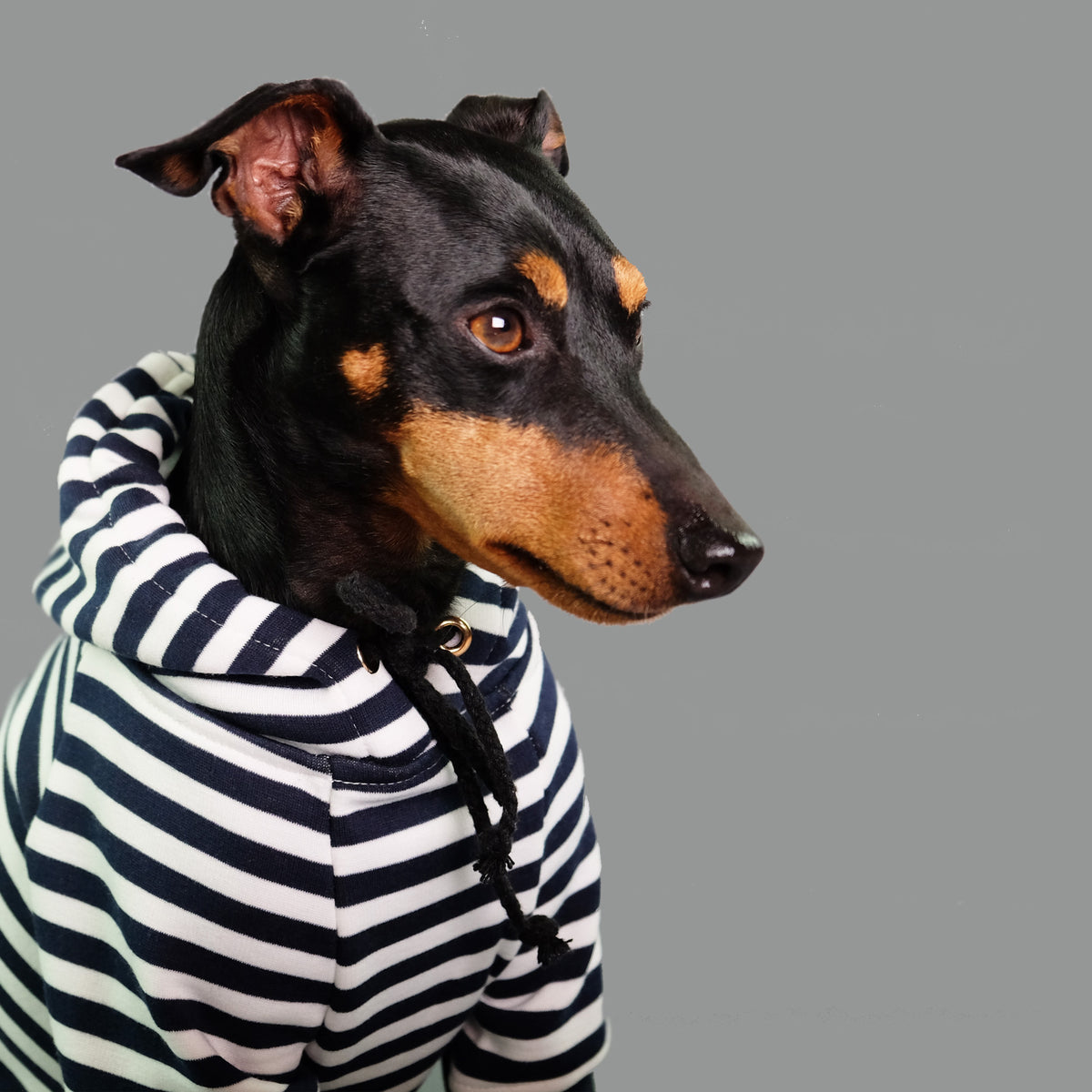 Navy and white stripe dog hoodie, striped dog hoodie by Pethaus