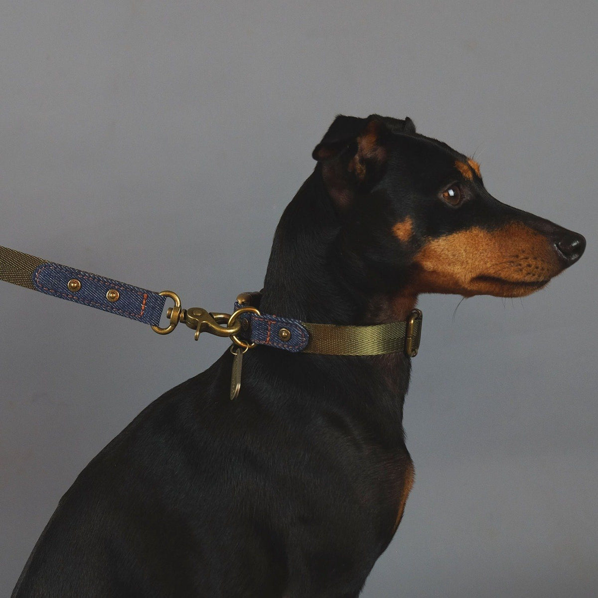 denim dog collar, denim dog leash, denim dog lead, designer dog collar, designer dog lead, dog poop bag holder, Australian dog collar and leash, designer dog walk wear, english toy terrier, denim dog harness